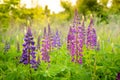 A field of blooming lupine flower. Lupinus, lupin meadow with purple and pink flowers. Summer flower background Royalty Free Stock Photo