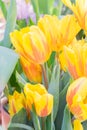 Field of blooming multicolored tulips, spring flowers in the garden Royalty Free Stock Photo