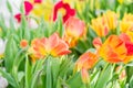 Field of blooming multicolored tulips, spring flowers in the garden Royalty Free Stock Photo