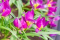 Field of blooming multicolored tulips, spring flowers in the garden Royalty Free Stock Photo