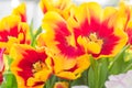 Field of blooming multicolored tulips, spring flowers in the garden Royalty Free Stock Photo
