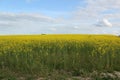 Field of blooming mustard