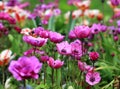 A field of blooming pink anemones