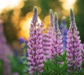 field with blooming pink lupines Royalty Free Stock Photo