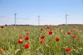 The field of blooming poppy seeds and windmills