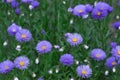 Field of blooming purple garden fleabane flowers