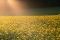 A field with blooming rape against the light in the evening sun. You can see the yellow flowers, in the background a meadow and