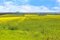 Flowering agricultural field of rapeseed against the blue sky in early spring Royalty Free Stock Photo