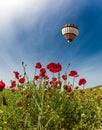 Field of blooming red anemones