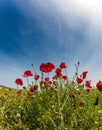 Field of blooming red anemones Royalty Free Stock Photo