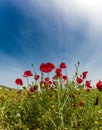 Field of blooming red anemones