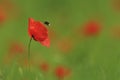 Field with blooming Red Poppies Royalty Free Stock Photo