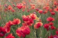 A field of blooming red poppies at sunset