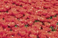 Field of blooming red tulips. Spring, summer, bright picturesque natural background