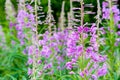 Field of blooming sally flowers. Purple Alpine Fireweed.