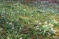 A field of blooming snowdrops in morning Royalty Free Stock Photo