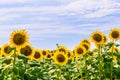 The field of blooming sunflowers