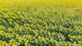 Field with blooming sunflowers. Aerial view. Outdoor