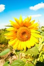 Field of blooming sunflowers against a colorful sky Royalty Free Stock Photo