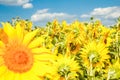 Field of blooming sunflowers against a colorful sky Royalty Free Stock Photo