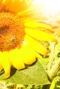 Field of blooming sunflowers against a colorful sky Royalty Free Stock Photo