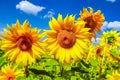 A field of blooming sunflowers against a colorful sky Royalty Free Stock Photo