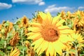 a field of blooming sunflowers against a colorful sky Royalty Free Stock Photo