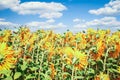 a field of blooming sunflowers against a colorful sky Royalty Free Stock Photo