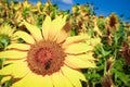 a field of blooming sunflowers against a colorful sky Royalty Free Stock Photo