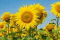 Field of blooming sunflowers on a background of blue sky Royalty Free Stock Photo