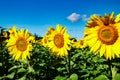 Field of blooming sunflowers on a background of blue sky Royalty Free Stock Photo