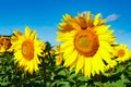 Field of blooming sunflowers on a background of blue sky Royalty Free Stock Photo