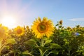 Field of blooming sunflowers on a background of blue sky. Royalty Free Stock Photo