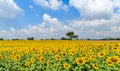 Field of blooming sunflowers on a background of blue sky, Lop Buri Royalty Free Stock Photo