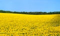 Field of blooming sunflowers on a background of blue sky. Agricultural products Royalty Free Stock Photo