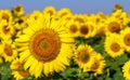 Field of blooming sunflowers on a background blue sky.