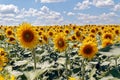 Sunflower field in the sun with cloudy blue sky, summer landscape Royalty Free Stock Photo