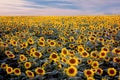 Field of blooming sunflowers on background of cloudy blue sky. Royalty Free Stock Photo