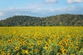 Field of blooming sunflowers on a background mountain Royalty Free Stock Photo