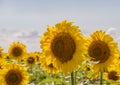 Field of blooming sunflowers on a background sunset Royalty Free Stock Photo