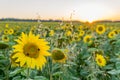 Field of blooming sunflowers on a background sunset Royalty Free Stock Photo