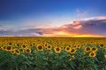 Field of blooming sunflowers on a background sunset