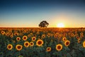 Field of blooming sunflowers on a background sunset Royalty Free Stock Photo