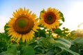 field of blooming sunflowers on a background sunset Royalty Free Stock Photo