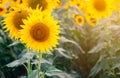 Field of blooming sunflowers on a background sunset Royalty Free Stock Photo