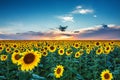 Field of blooming sunflowers on a background sunset