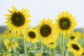 Field of blooming sunflowers on a background sunset, Royalty Free Stock Photo