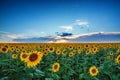 Field of blooming sunflowers on a background sunset