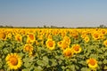 Field of blooming sunflowers on a background sunset, Royalty Free Stock Photo