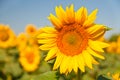 Field of blooming sunflowers on a background sunset, Royalty Free Stock Photo